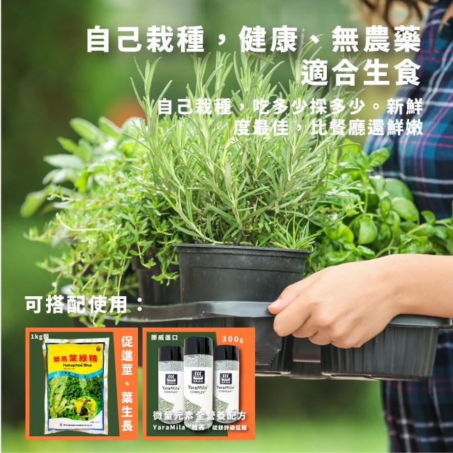 百里香種子400粒｜歐式香料種子｜香草栽培｜香草種子｜簡單種植｜蔬菜種子｜開心農場｜陽台可｜廚房香料園｜非常推薦家庭栽培-細節圖2