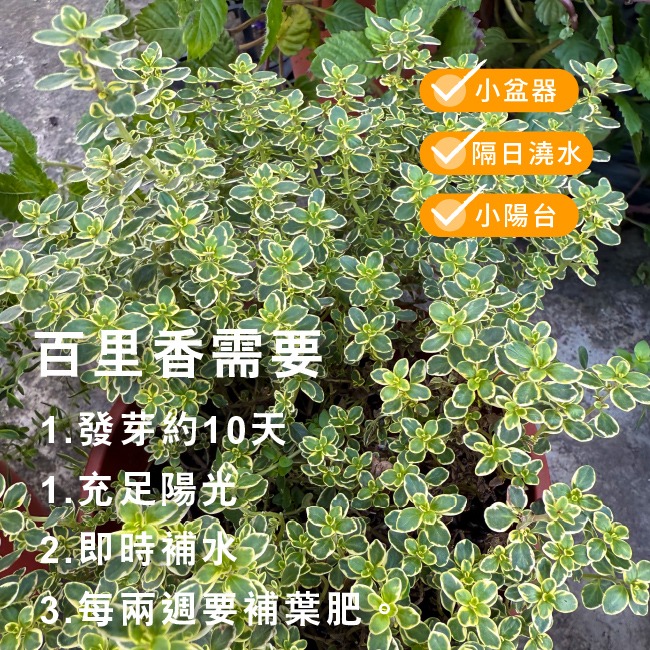 百里香種子400粒｜歐式香料種子｜香草栽培｜香草種子｜簡單種植｜蔬菜種子｜開心農場｜陽台可｜廚房香料園｜非常推薦家庭栽培-細節圖3