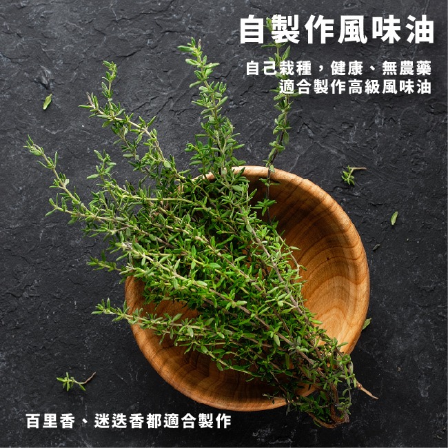 百里香種子400粒｜歐式香料種子｜香草栽培｜香草種子｜簡單種植｜蔬菜種子｜開心農場｜陽台可｜廚房香料園｜非常推薦家庭栽培-細節圖4