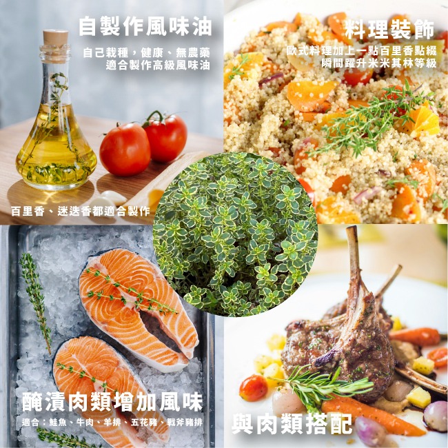 百里香種子400粒｜歐式香料種子｜香草栽培｜香草種子｜簡單種植｜蔬菜種子｜開心農場｜陽台可｜廚房香料園｜非常推薦家庭栽培-細節圖5