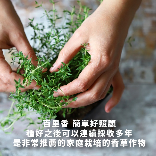 百里香種子400粒｜歐式香料種子｜香草栽培｜香草種子｜簡單種植｜蔬菜種子｜開心農場｜陽台可｜廚房香料園｜非常推薦家庭栽培-細節圖6