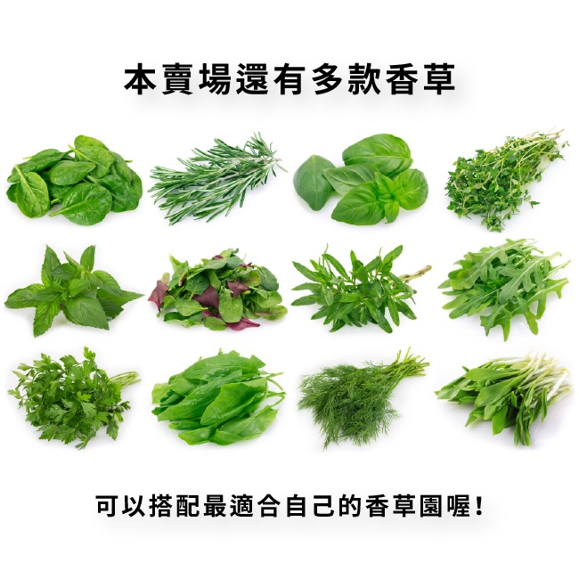百里香種子400粒｜歐式香料種子｜香草栽培｜香草種子｜簡單種植｜蔬菜種子｜開心農場｜陽台可｜廚房香料園｜非常推薦家庭栽培-細節圖7