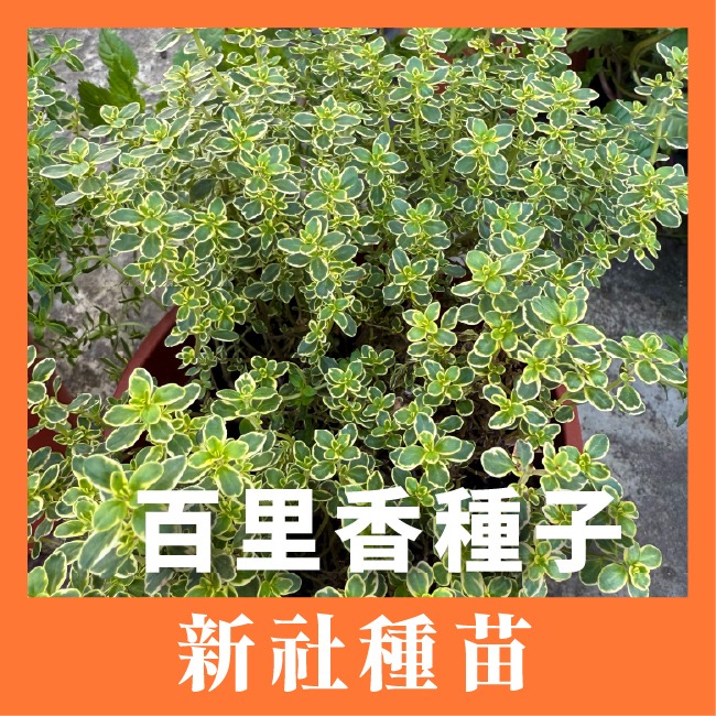 百里香種子400粒｜歐式香料種子｜香草栽培｜香草種子｜簡單種植｜蔬菜種子｜開心農場｜陽台可｜廚房香料園｜非常推薦家庭栽培-規格圖9