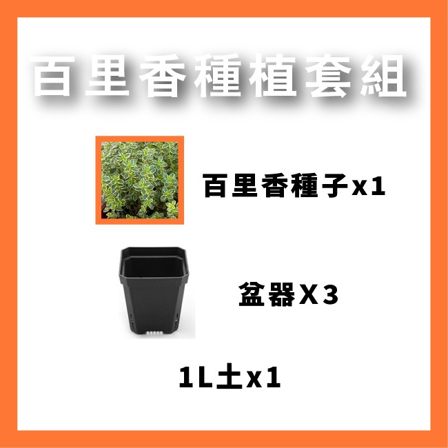 百里香種子400粒｜歐式香料種子｜香草栽培｜香草種子｜簡單種植｜蔬菜種子｜開心農場｜陽台可｜廚房香料園｜非常推薦家庭栽培-規格圖9