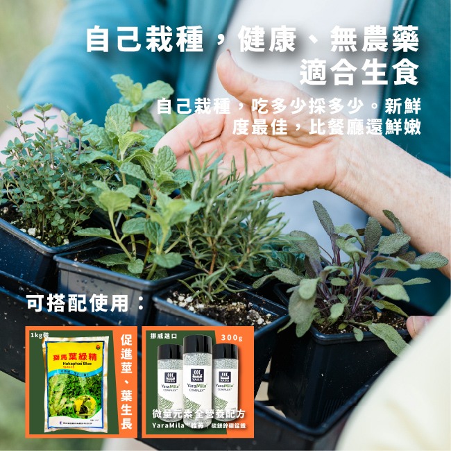 薄荷種子 約400粒｜荷蘭薄荷｜可陽台種植｜香草種子｜泡茶好夥伴｜蔬菜種子｜居家種植｜陽台菜園｜廚房香草栽種｜簡單種植-細節圖2