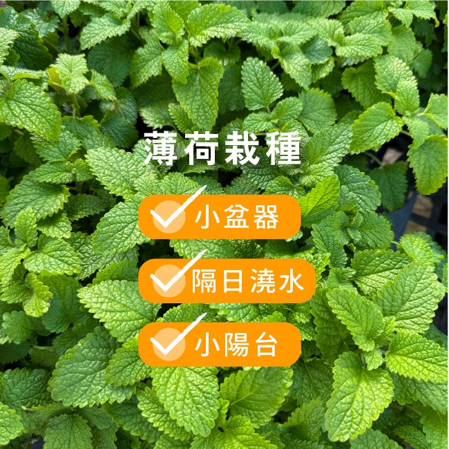 薄荷種子 約400粒｜荷蘭薄荷｜可陽台種植｜香草種子｜泡茶好夥伴｜蔬菜種子｜居家種植｜陽台菜園｜廚房香草栽種｜簡單種植-細節圖3