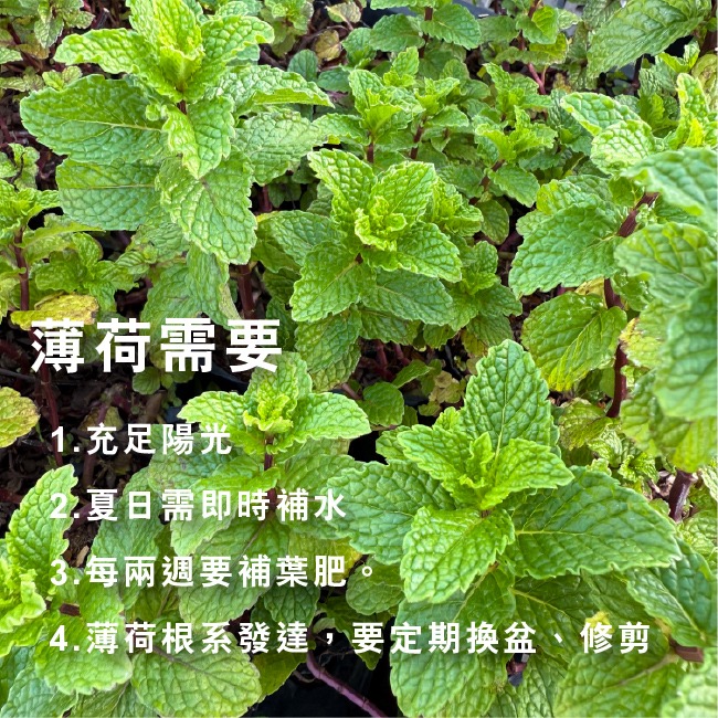薄荷種子 約400粒｜荷蘭薄荷｜可陽台種植｜香草種子｜泡茶好夥伴｜蔬菜種子｜居家種植｜陽台菜園｜廚房香草栽種｜簡單種植-細節圖4