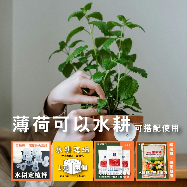 薄荷種子 約400粒｜荷蘭薄荷｜可陽台種植｜香草種子｜泡茶好夥伴｜蔬菜種子｜居家種植｜陽台菜園｜廚房香草栽種｜簡單種植-細節圖5