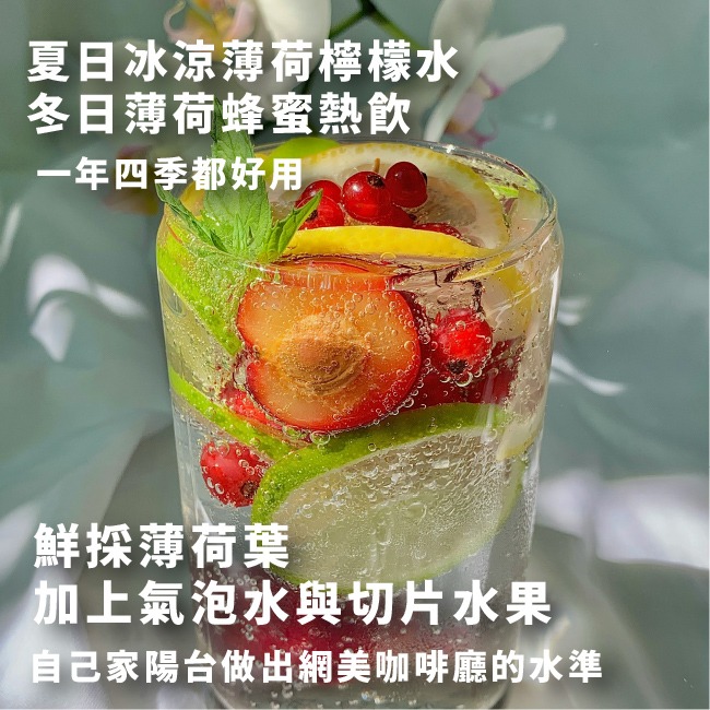 薄荷種子 約400粒｜荷蘭薄荷｜可陽台種植｜香草種子｜泡茶好夥伴｜蔬菜種子｜居家種植｜陽台菜園｜廚房香草栽種｜簡單種植-細節圖6
