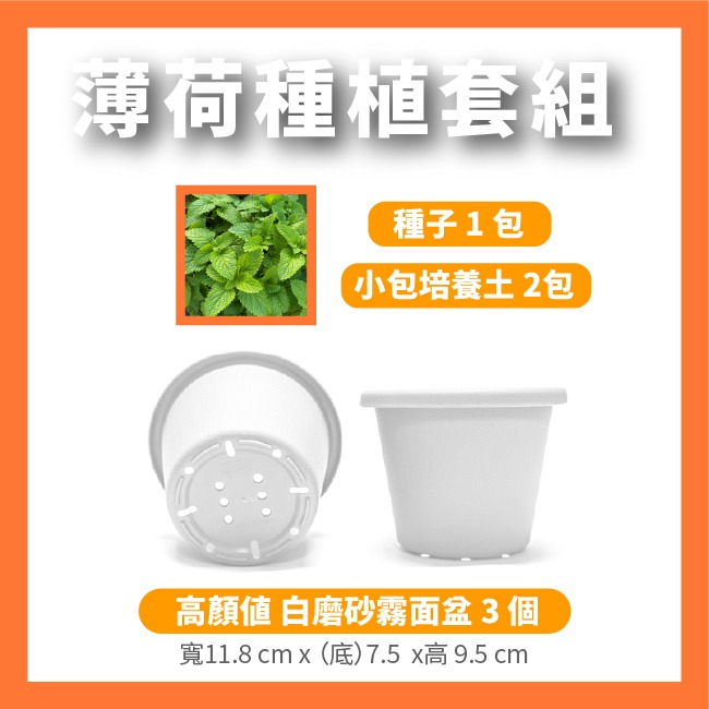 薄荷種子 約400粒｜荷蘭薄荷｜可陽台種植｜香草種子｜泡茶好夥伴｜蔬菜種子｜居家種植｜陽台菜園｜廚房香草栽種｜簡單種植-細節圖8