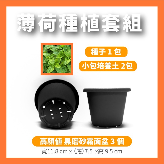 薄荷種子 約400粒｜荷蘭薄荷｜可陽台種植｜香草種子｜泡茶好夥伴｜蔬菜種子｜居家種植｜陽台菜園｜廚房香草栽種｜簡單種植-細節圖9