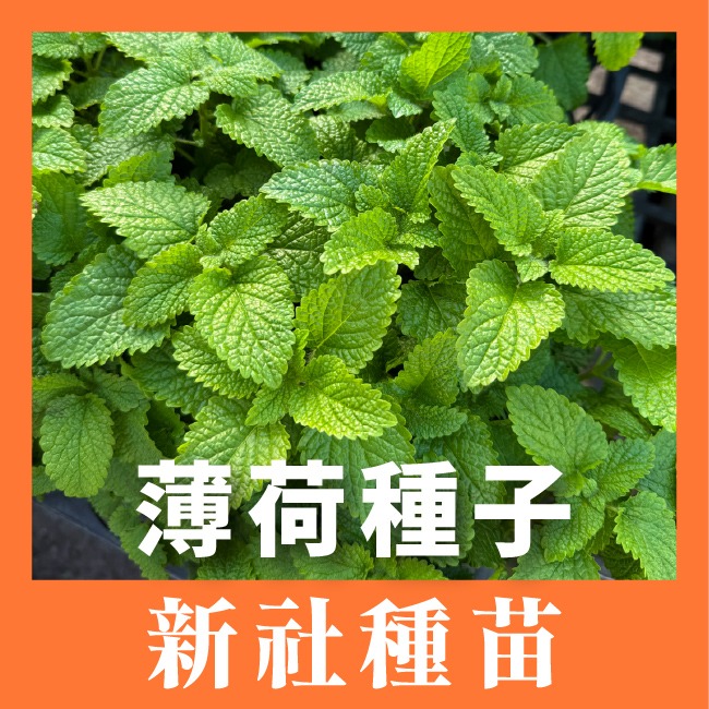 1包 【 買5送1 】