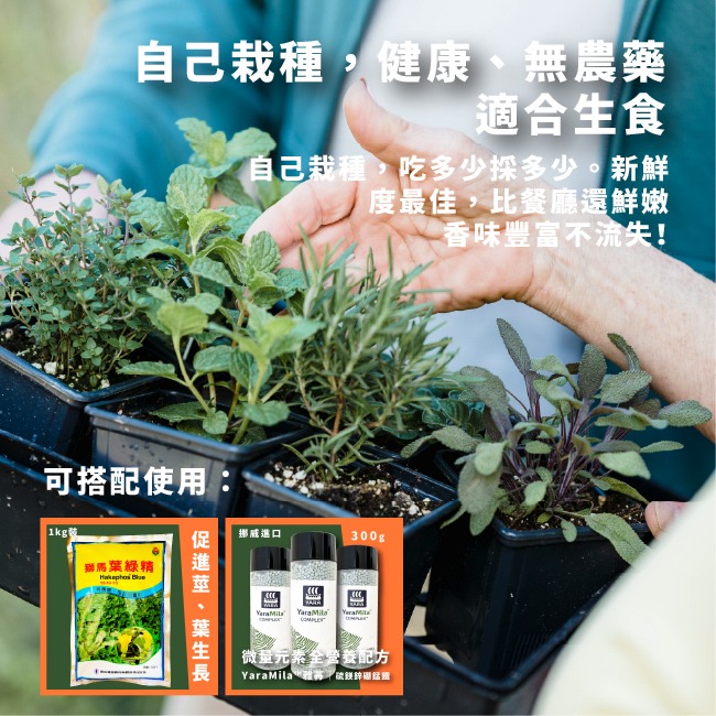 迷迭香種子｜香草種子｜香草自己種｜蔬菜種子｜開心農場｜居家種植｜都市農耕｜蔬菜專業戶｜陽台菜園｜廚房香草栽種｜簡單種植-細節圖2
