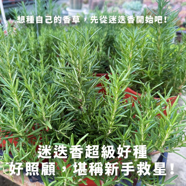 迷迭香種子｜香草種子｜香草自己種｜蔬菜種子｜開心農場｜居家種植｜都市農耕｜蔬菜專業戶｜陽台菜園｜廚房香草栽種｜簡單種植-細節圖3