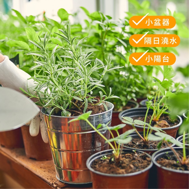 迷迭香種子｜香草種子｜香草自己種｜蔬菜種子｜開心農場｜居家種植｜都市農耕｜蔬菜專業戶｜陽台菜園｜廚房香草栽種｜簡單種植-細節圖5