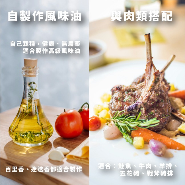 迷迭香種子｜香草種子｜香草自己種｜蔬菜種子｜開心農場｜居家種植｜都市農耕｜蔬菜專業戶｜陽台菜園｜廚房香草栽種｜簡單種植-細節圖6