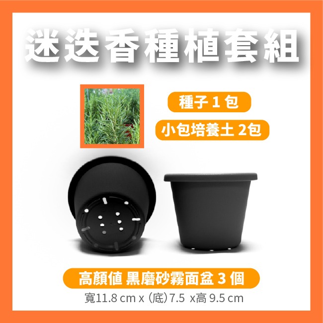 迷迭香種子｜香草種子｜香草自己種｜蔬菜種子｜開心農場｜居家種植｜都市農耕｜蔬菜專業戶｜陽台菜園｜廚房香草栽種｜簡單種植-細節圖9
