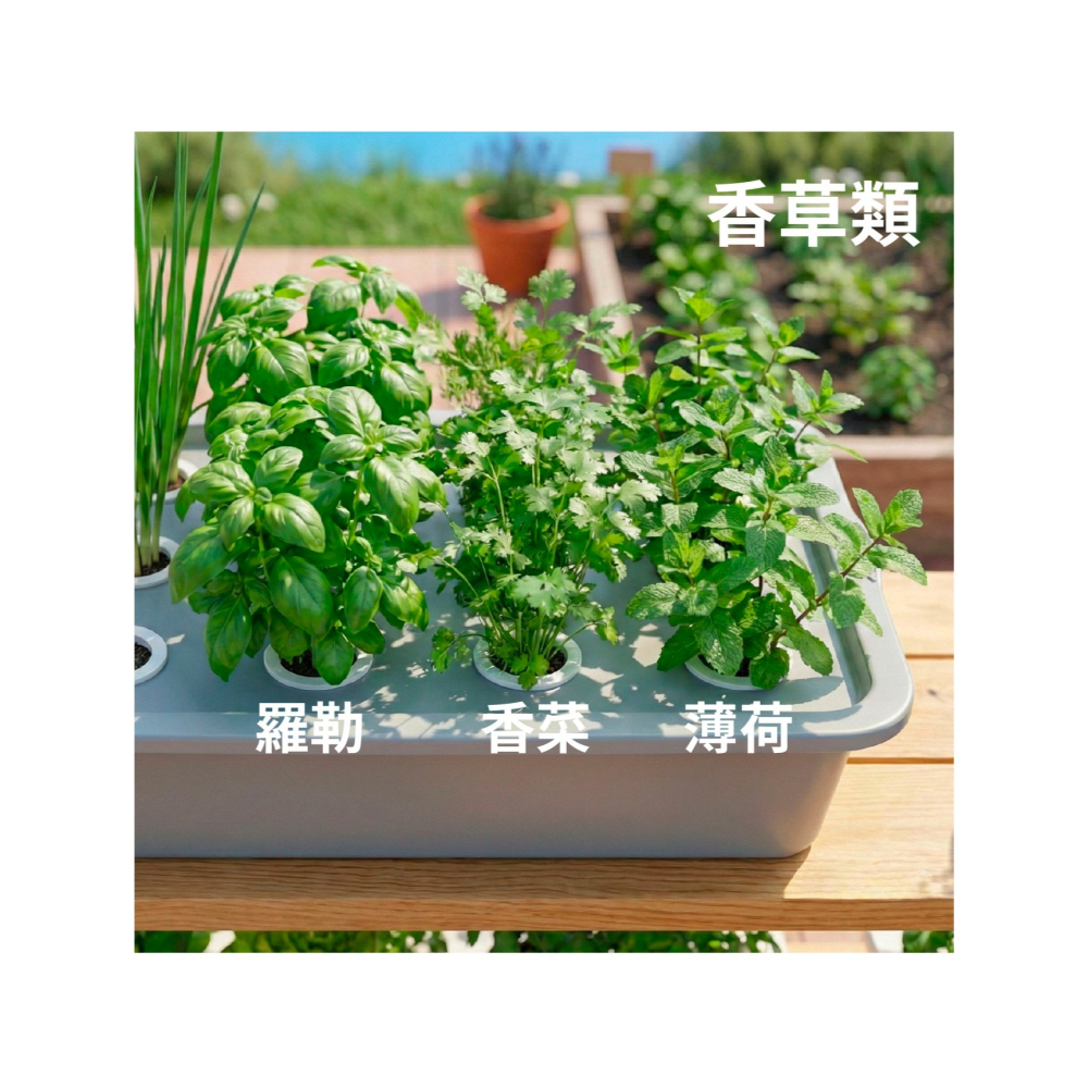 水耕栽培組｜水耕｜水耕蔬菜｜水耕組｜含增氧氣｜水耕設備｜🥬另有兒童教學版，可聊聊索取｜陽台栽培｜蔬菜栽培｜水耕園藝-細節圖2