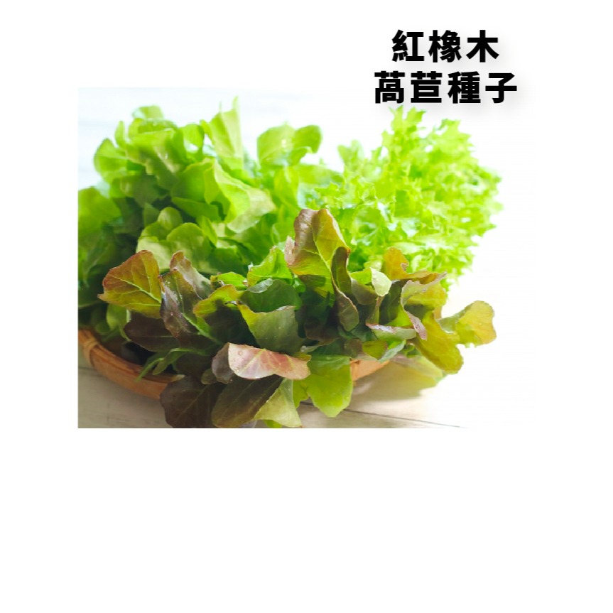 綜合生菜萵苣種子｜紅卷萵苣｜綠橡木萵苣｜鹿角萵苣｜綠色橡木萵苣｜奶油萵苣｜火焰萵苣｜甜蘿蔓｜陽台菜園｜綜合萵苣組合-細節圖2