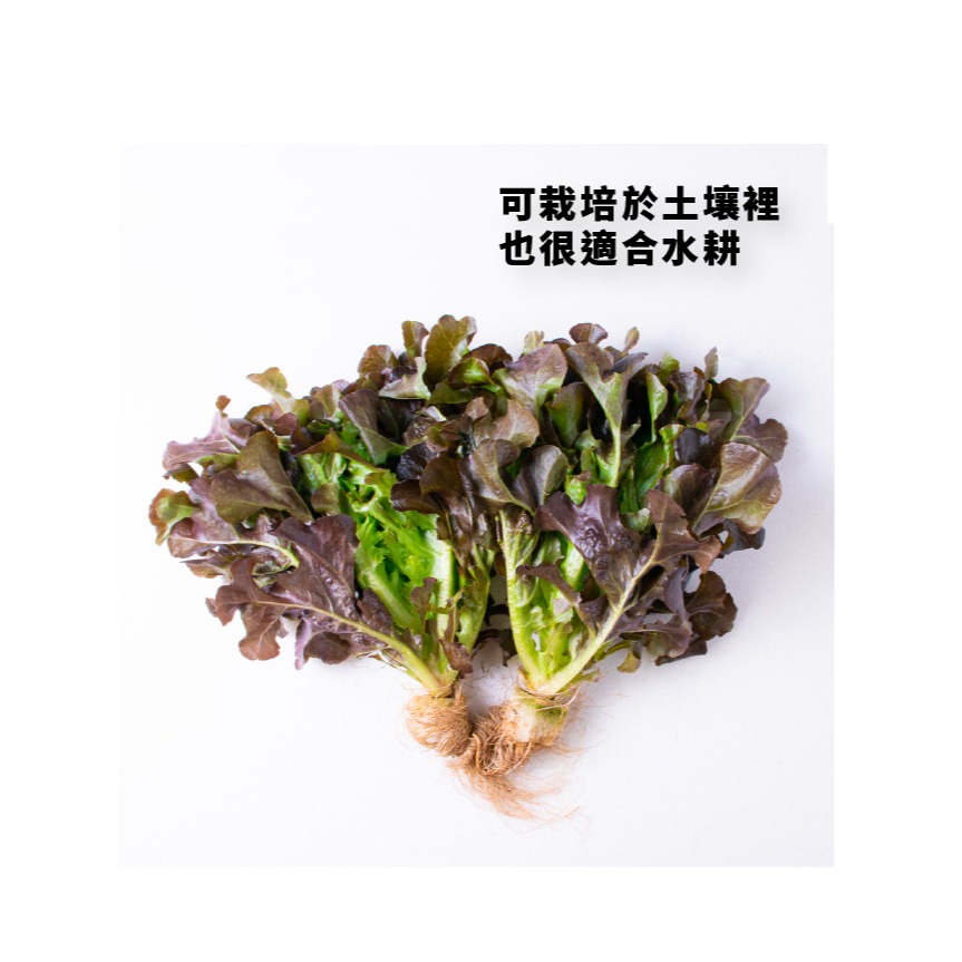 綜合生菜萵苣種子｜紅卷萵苣｜綠橡木萵苣｜鹿角萵苣｜綠色橡木萵苣｜奶油萵苣｜火焰萵苣｜甜蘿蔓｜陽台菜園｜綜合萵苣組合-細節圖3