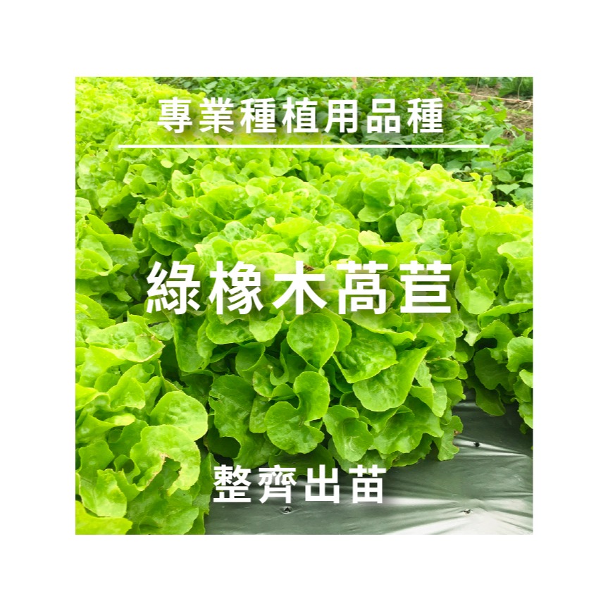 綜合生菜萵苣種子｜紅卷萵苣｜綠橡木萵苣｜鹿角萵苣｜綠色橡木萵苣｜奶油萵苣｜火焰萵苣｜甜蘿蔓｜陽台菜園｜綜合萵苣組合-細節圖4