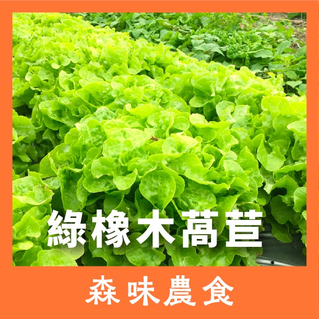 綜合生菜萵苣種子｜紅卷萵苣｜綠橡木萵苣｜鹿角萵苣｜綠色橡木萵苣｜奶油萵苣｜火焰萵苣｜甜蘿蔓｜陽台菜園｜綜合萵苣組合-細節圖5