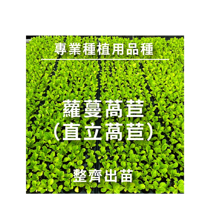 綜合生菜萵苣種子｜紅卷萵苣｜綠橡木萵苣｜鹿角萵苣｜綠色橡木萵苣｜奶油萵苣｜火焰萵苣｜甜蘿蔓｜陽台菜園｜綜合萵苣組合-細節圖6
