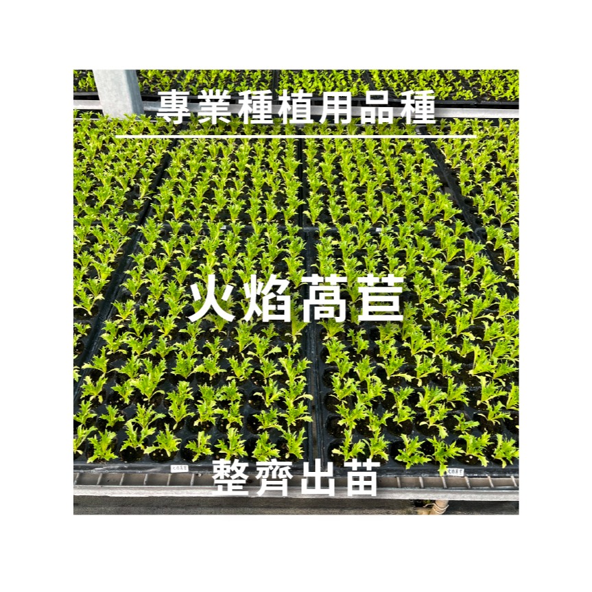 綜合生菜萵苣種子｜紅卷萵苣｜綠橡木萵苣｜鹿角萵苣｜綠色橡木萵苣｜奶油萵苣｜火焰萵苣｜甜蘿蔓｜陽台菜園｜綜合萵苣組合-細節圖7