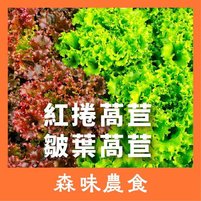 綜合生菜萵苣種子｜紅卷萵苣｜綠橡木萵苣｜鹿角萵苣｜綠色橡木萵苣｜奶油萵苣｜火焰萵苣｜甜蘿蔓｜陽台菜園｜綜合萵苣組合-細節圖8