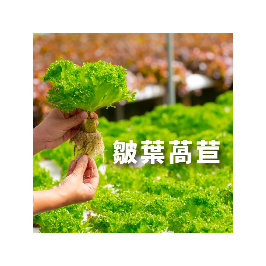 綜合生菜萵苣種子｜紅卷萵苣｜綠橡木萵苣｜鹿角萵苣｜綠色橡木萵苣｜奶油萵苣｜火焰萵苣｜甜蘿蔓｜陽台菜園｜綜合萵苣組合-細節圖9