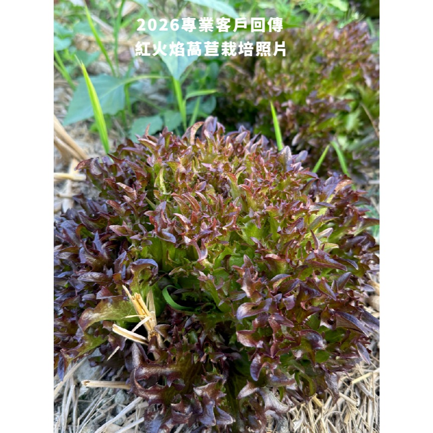 綜合生菜萵苣種子｜紅卷萵苣｜綠橡木萵苣｜鹿角萵苣｜綠色橡木萵苣｜奶油萵苣｜火焰萵苣｜甜蘿蔓｜陽台菜園｜綜合萵苣組合-細節圖10