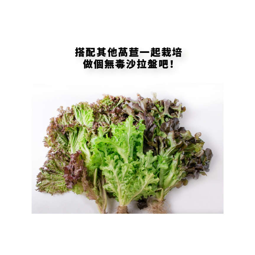 綜合生菜萵苣種子｜紅卷萵苣｜綠橡木萵苣｜鹿角萵苣｜綠色橡木萵苣｜奶油萵苣｜火焰萵苣｜甜蘿蔓｜陽台菜園｜綜合萵苣組合-細節圖11