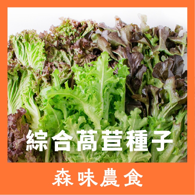 綜合生菜萵苣種子｜紅卷萵苣｜綠橡木萵苣｜鹿角萵苣｜綠色橡木萵苣｜奶油萵苣｜火焰萵苣｜甜蘿蔓｜陽台菜園｜綜合萵苣組合-規格圖11