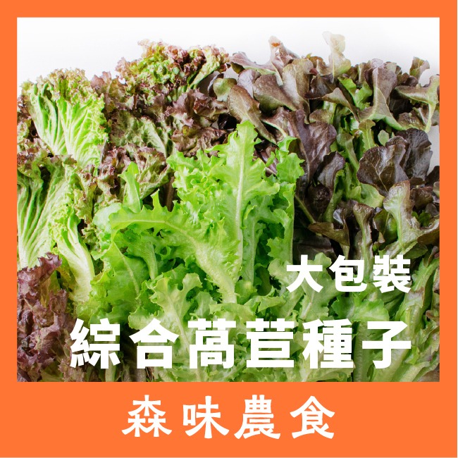 綜合生菜萵苣種子｜紅卷萵苣｜綠橡木萵苣｜鹿角萵苣｜綠色橡木萵苣｜奶油萵苣｜火焰萵苣｜甜蘿蔓｜陽台菜園｜綜合萵苣組合-規格圖11