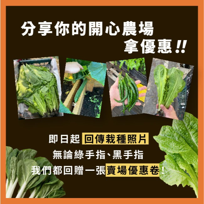 三色菫種子｜10天發芽｜可食用花｜陽台小花圃｜花卉種子｜超美綜合花種子｜開心農場｜花卉｜花台｜在陽台種花｜種花｜花種子-細節圖11
