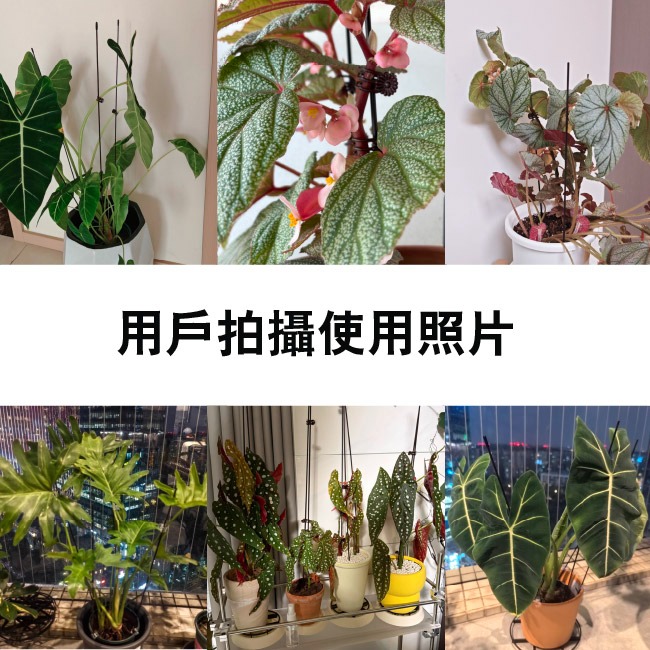 植物固定支撐桿｜蘭花支架｜金屬支架 可彎曲｜茄子支架｜觀葉植物支架｜辣椒支架｜蔬菜種子｜蘭花鐵絲｜園藝鐵絲｜開心農場-細節圖3