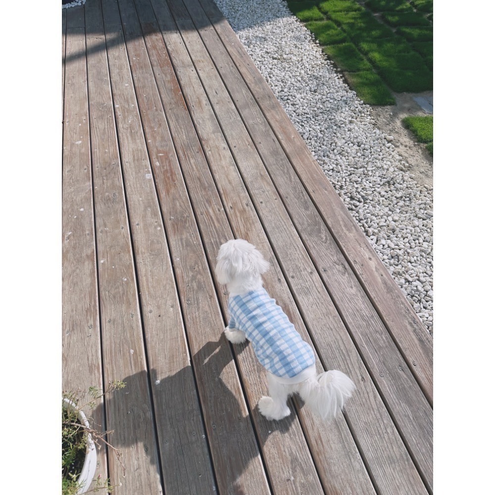 ♡【A06 預購】藍色格紋親子裝 毛孩款 貓咪衣服 狗狗衣服 寵物衣服  寵物服飾 寵物親子裝-細節圖3