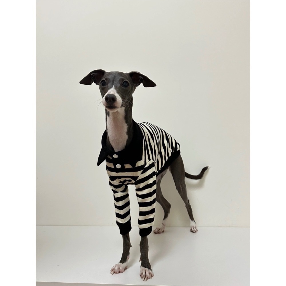 ♡【 H56 預購 】 黑白針織條紋POLO領基本款親子裝寵物款 可穿至大狗.ᐟ.ᐟ.ᐟ ⋆-細節圖4