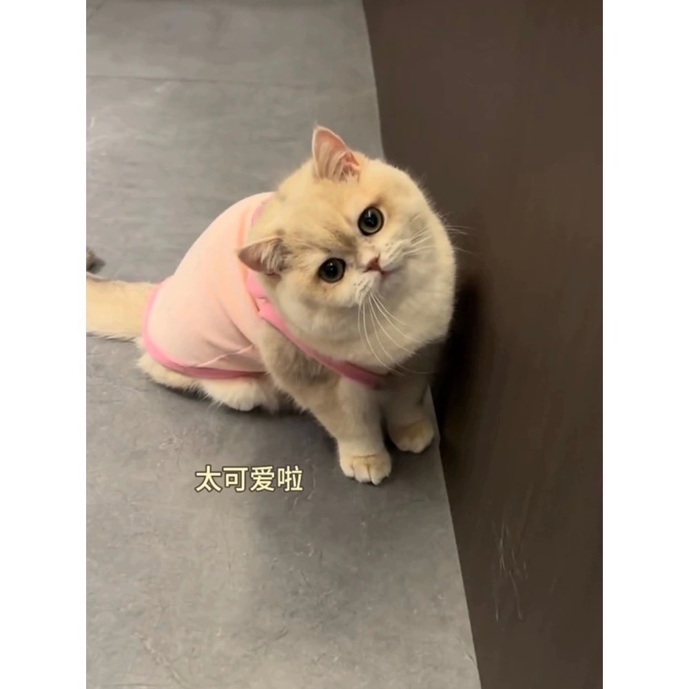 ♡【C34 預購 】小狗小豬耳朵飛飛背心 春夏新款 貓咪衣服 狗狗衣服 寵物衣服 寵物服飾-細節圖5