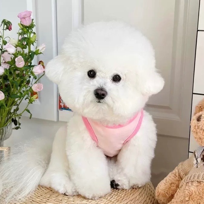 ♡【C34 預購 】小狗小豬耳朵飛飛背心 春夏新款 貓咪衣服 狗狗衣服 寵物衣服 寵物服飾-細節圖6