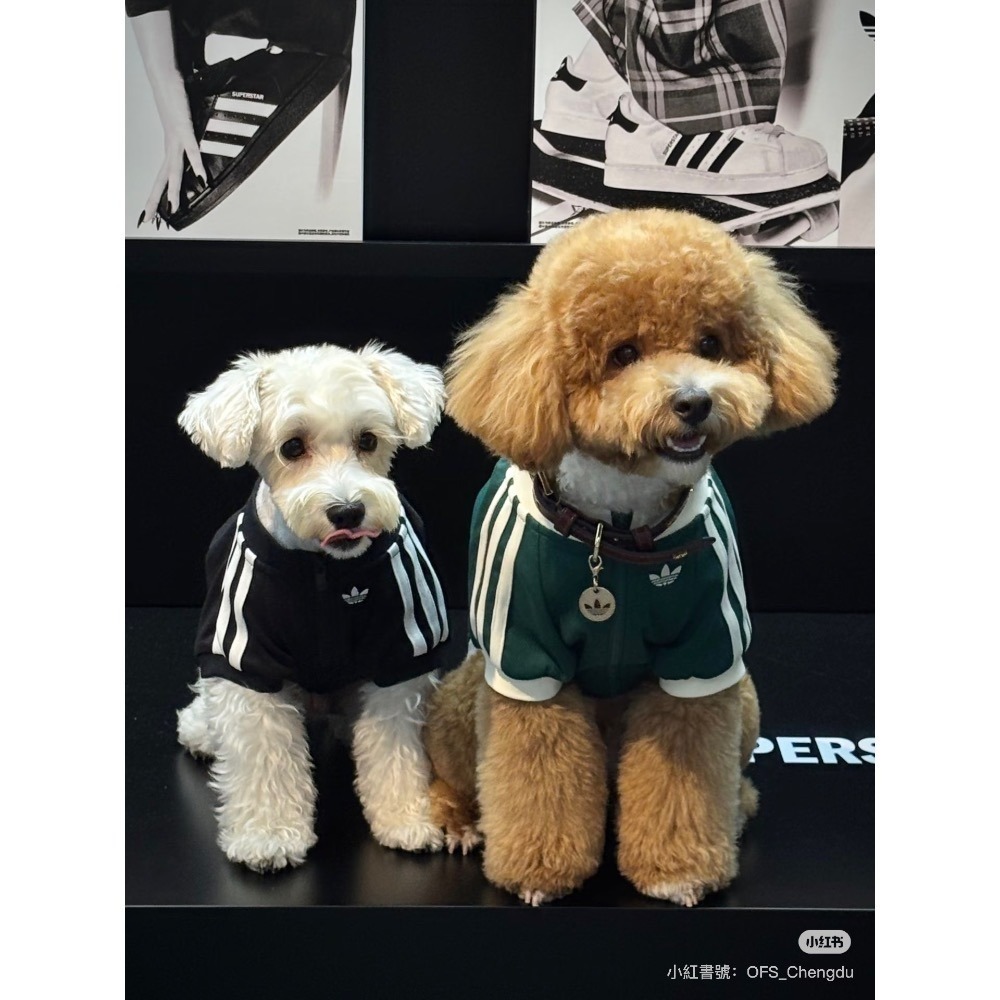 【預購】快速到貨⚡️ adidas originals 愛迪達寵物衣 愛迪達拉鏈運動外套-細節圖2