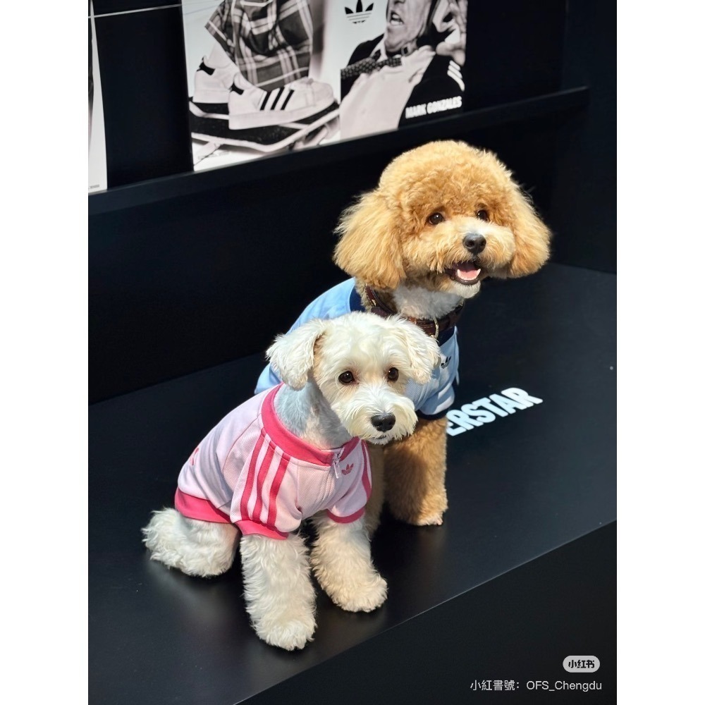 【預購】快速到貨⚡️ adidas originals 愛迪達寵物衣 愛迪達拉鏈運動外套-細節圖3