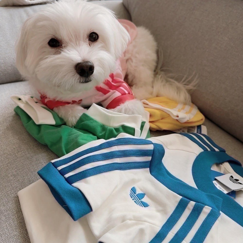 【預購】每日空運回台 adidas originals 上海限定寵物系列代購 愛迪達寵物衣 愛迪達寵物運動衫賣場-細節圖2