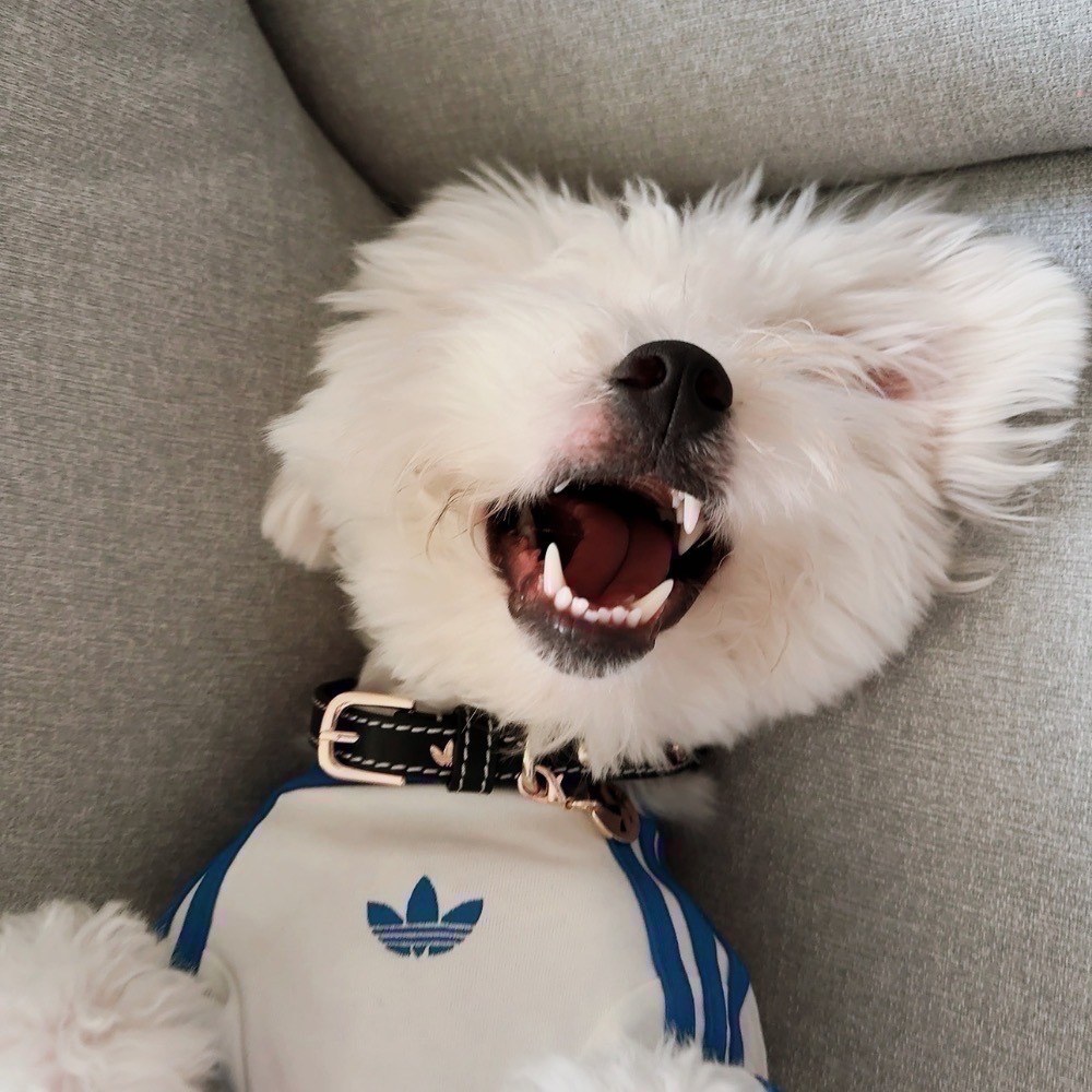 【預購】每日空運回台 adidas originals 上海限定寵物系列代購 愛迪達寵物衣 愛迪達寵物運動衫賣場-細節圖7