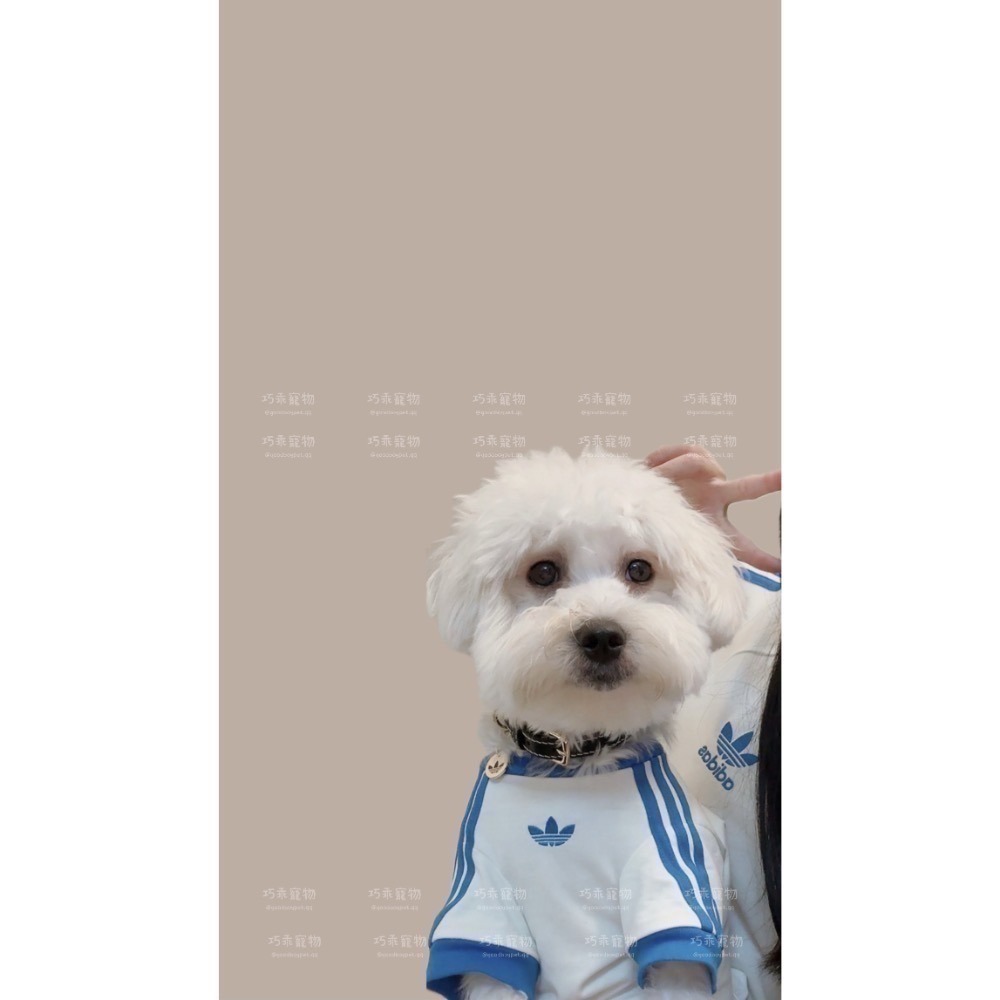 【預購】每日空運回台 adidas originals 上海限定寵物系列代購 愛迪達寵物項圈 真牛皮鉚釘項圈 賣場-細節圖4