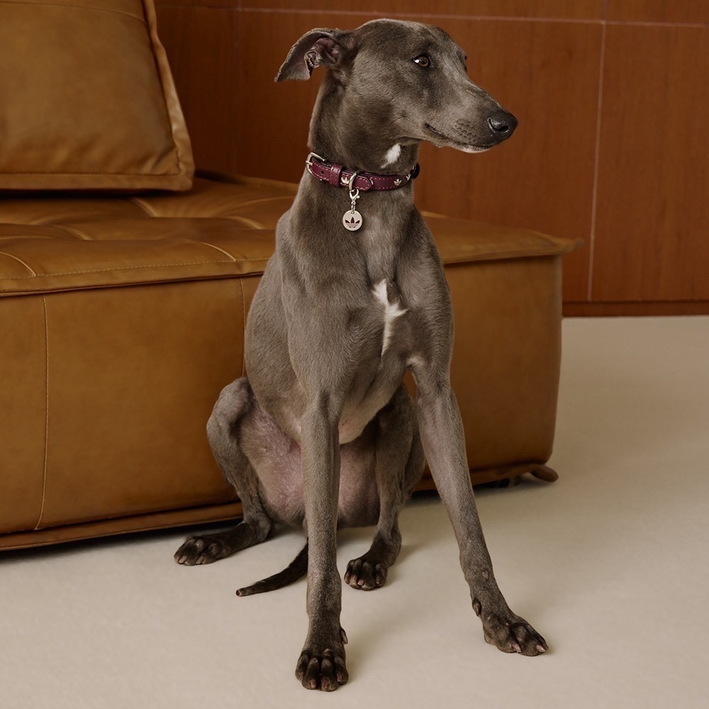 【預購】每日空運回台 adidas originals 上海限定寵物系列代購 愛迪達寵物項圈 真牛皮鉚釘項圈 賣場-細節圖8