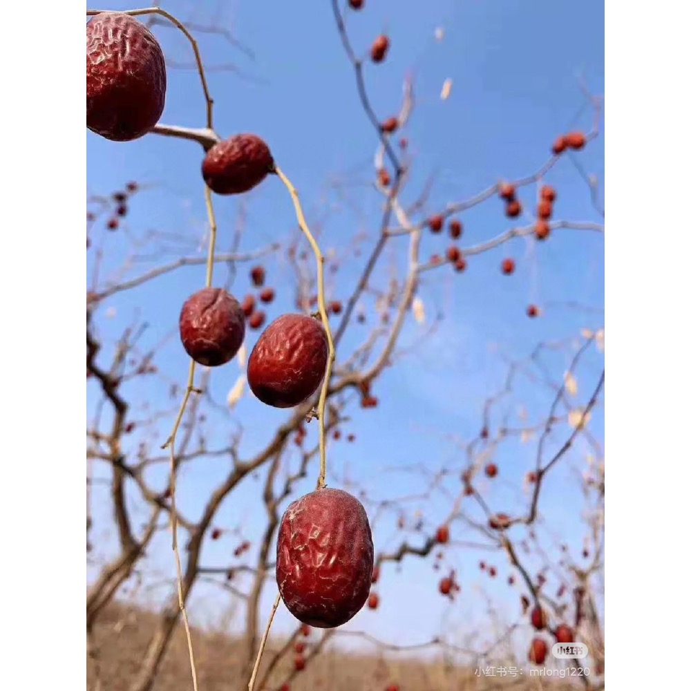 紅棗界愛馬仕 💮500g新疆特級紅棗⭕️湯🍲⭕️甜點🧁⭕️茶飲🍵-細節圖4
