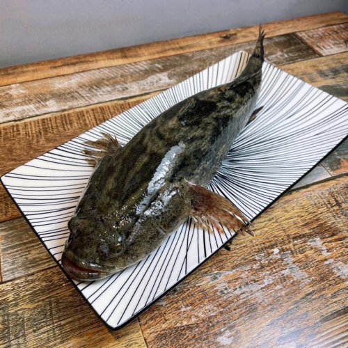 冷凍筍殼魚（冷凍生鮮）（客製化處理）（可幫殺/真空袋包裝）（活體限自取新北市永和區）