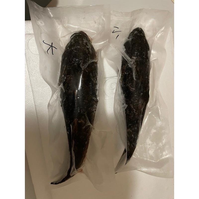 冷凍筍殼魚（冷凍生鮮）（客製化處理）（可幫殺/真空袋包裝）（活體限自取新北市永和區）-細節圖5