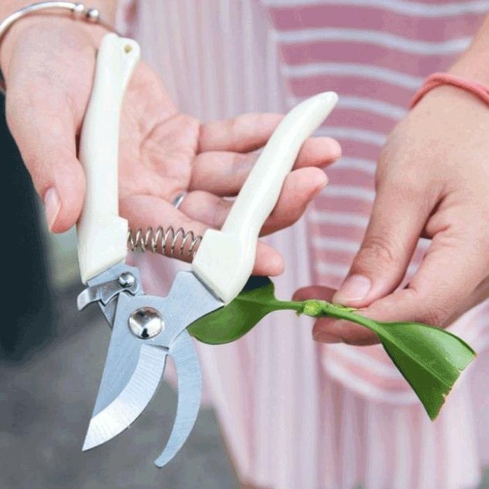 圓頭 剪刀不銹鋼 修樹 家用 修枝剪 花木剪刀 園林 花藝果樹剪 花枝剪刀 修花園藝 工具-細節圖2